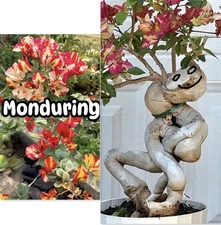 Rare! Monduring Bougainvillea Bonsai Plant