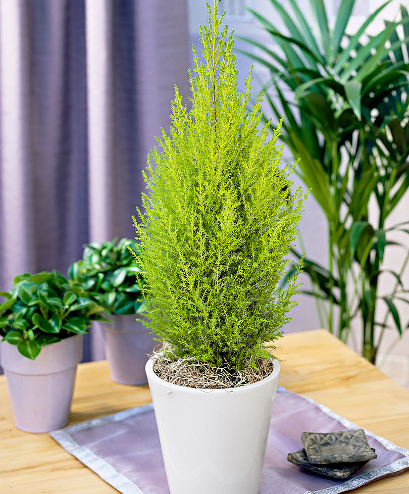 1 Planta Por Cupressus Golden Crest Ciprés Wilma en Florero 12CM Coníferas