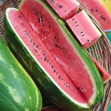 50+ Jubilee Watermelon Seeds for Garden Planting - USA - FREE SHIPPING!