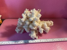 White Reef Coral Genuine Real Natural Vintage Marine Aquarium Fish Tanks