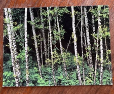Red Alder Grove Postcard Olympic National Park, Washington Written, no stamp.
