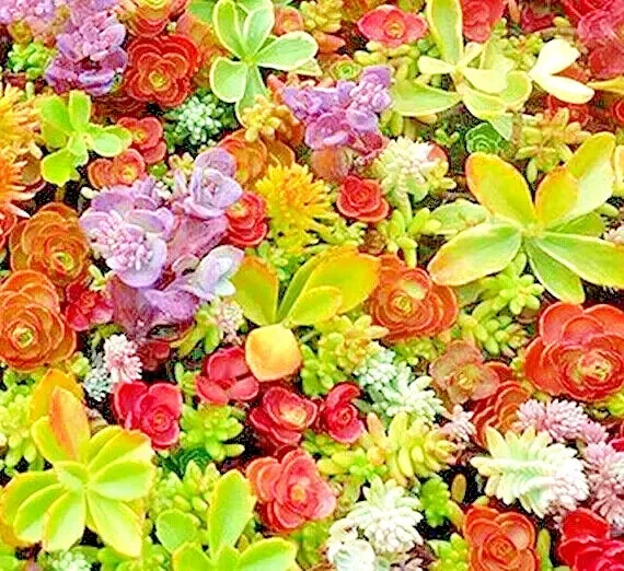 200 SEDUM SEEDS SPRING MIX SUCCULENT GROUND COVER 🌱 | STONECROP RARE POLLINATOR - Image 2 of 4