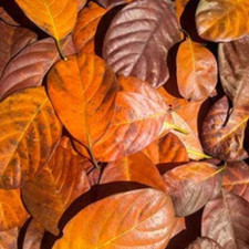 Fruit Jack Leaves Dried Aquarium Food Organic Natural Ceylon Bio Pack 100 Pcs