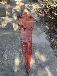 10’7 Wild Alligator Belly Cognac Hide