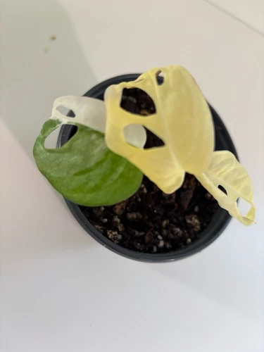 Variegated Monstera Adansonii ‘Albo’