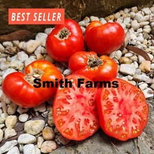 50 Seeds Sweet Scarlet Dwarf Tomato Vegetable Garden Planting Tomatoes