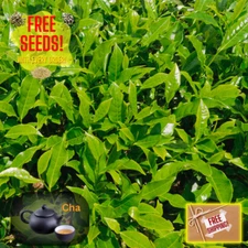 Fresh Tea Plant Seeds | Camellia Sinensis | 5 Seeds | Heirloom Non-GMO | Tea