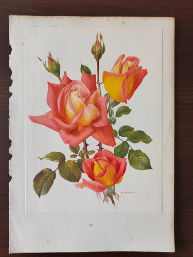 VINTAGE ORIG. COLOUR PRINT-GARDENING/FLOWERS-ROSES-PLATE-25-TZIGANE-1962