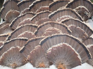 Wild Turkey Tail Fan Large Lot of 17 Rustic Cabin Lodge Decor Craft Feathers 