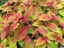 6  Trailing Fuchsia Autumnale Stunning Foliage Hanging  Basket Patio Plug Plants