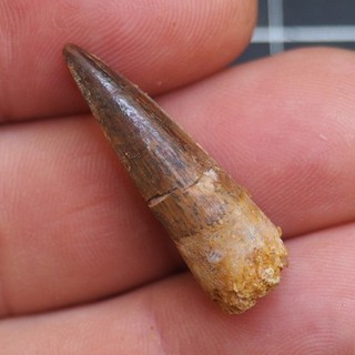 Spinosauridae Dinosaur Tooth Fossil Cretaceous Kem Kem Morocco 3991