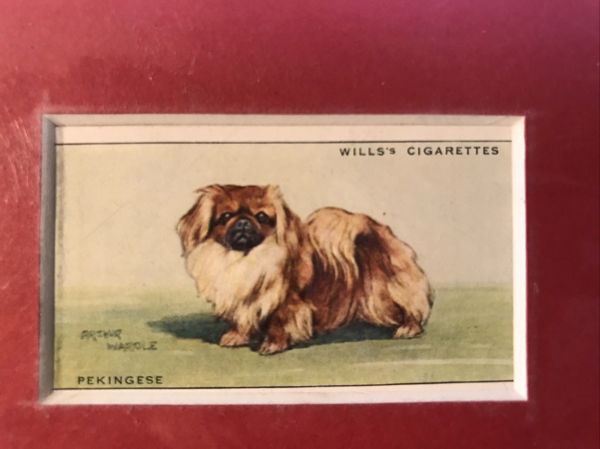 Matted Pekinese 1937 SERIES OF DOGS WILLS CIGARETTE CARD