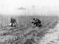 Cut Rosebushes Of Two Years 1907 Old Photo