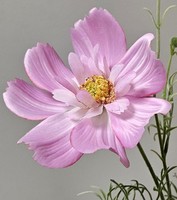 Artplants KüNstlicher Zweig SchmuckköRbchen Hikjan, Rosa, 80Cm