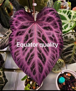 Ultra Rare Anthurium Equator Red Magic Selfed Seeding红魔法Establish Plant