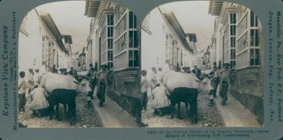 Stereo Ak La Guayra Venezuela, Native method of distributing milk,... - 10540233