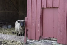 Sheep in red barn at The Howell Living History Farm in Lambertville, New Jersey