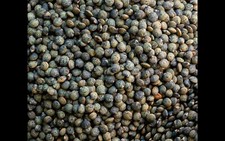 Lentille 100 Graines Bio
