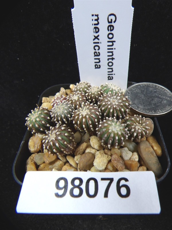 Geohintonia mexicana 12 Rare Seedlings Live Cactus Succulent Plant 98076