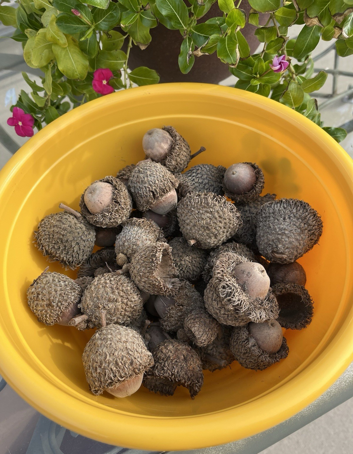 Bur Oak Acorns for Crafts