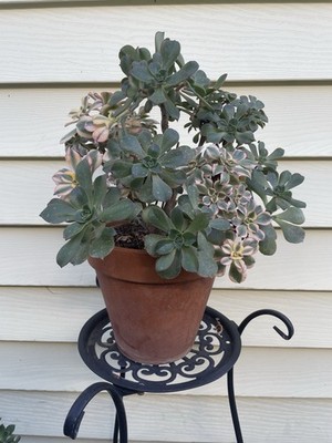 Bonsai Tree Aeonium Sunburst Ship With Bare Rooted