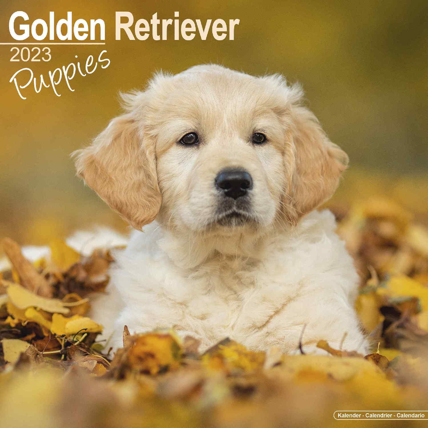 Golden Retriever Pups Wall Calendar 2023 | eBay