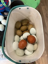 Rainbow Dozen Hatching Eggs