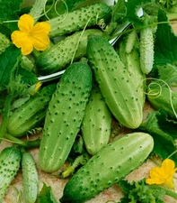 1/4 oz Cucumber Seeds, Boston Pickling, Non-Gmo Heirloom Seeds, Pickles, 250ct