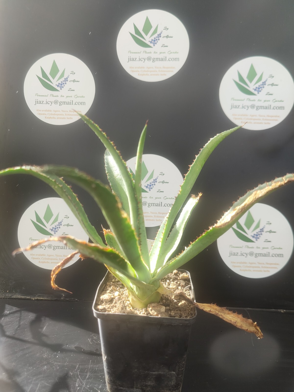 A x Amourifolia Calathea plante verte ombre entretien facile