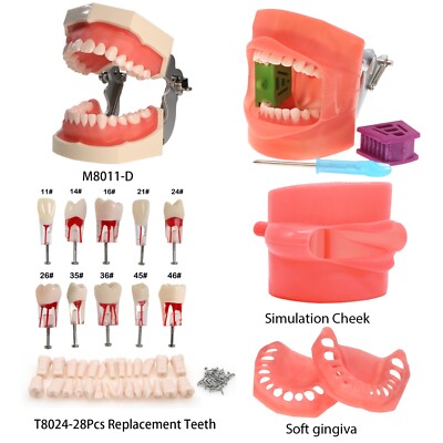 Dental Endo Root Canal Practice Typodont Kilgore Nissin 200 type 28 Teeth Model
