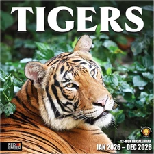 Tigers 2026 Wall Calendar 12 Month | Thick & Sturdy Paper | Holiday Gift | Big C