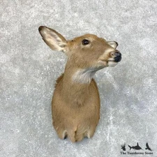 #23946 E | Whitetail Deer Taxidermy Shoulder Mount For Sale