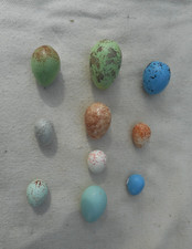 Replica Birds Eggs   GARDEN  BIRDS  10   EGGS