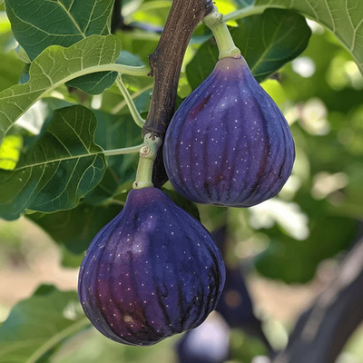 #ad 200 Texas Blue Giant Fig Seeds Large Sweet Fruit Tree Garden USA $7.99