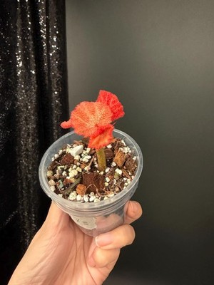 Begonia Soli-mutata Pink Variegated, Eaxct Plant, US Seller
