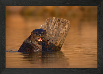 Giant Otter Pteronura Bras Framed Wall Art Poster Canvas Print Picture