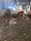 12+ FERTILE HATCHING EGGS POSSIBLE INDIO AYAM ISABELLA JERSEY GIANT BYM — photo 7