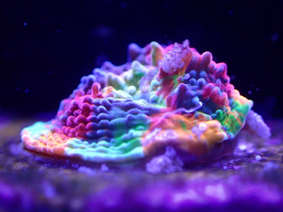 Ultra Rainbow Jelly Bean Chalice 🌈 Rare Coral LPS WYSIWYG eBay