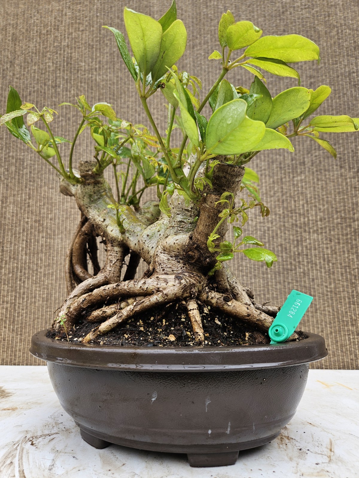 Picture 6 of 19