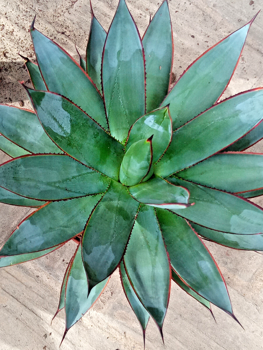 Agave Shaka Zulu Blue Glow Junge Pflanze Von Ca. 25 Cm Sukkulente | eBay.de
