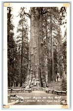 General Sherman Sequoia Nat Park Largest Tree Hammons Studio RPPC Photo Postcard