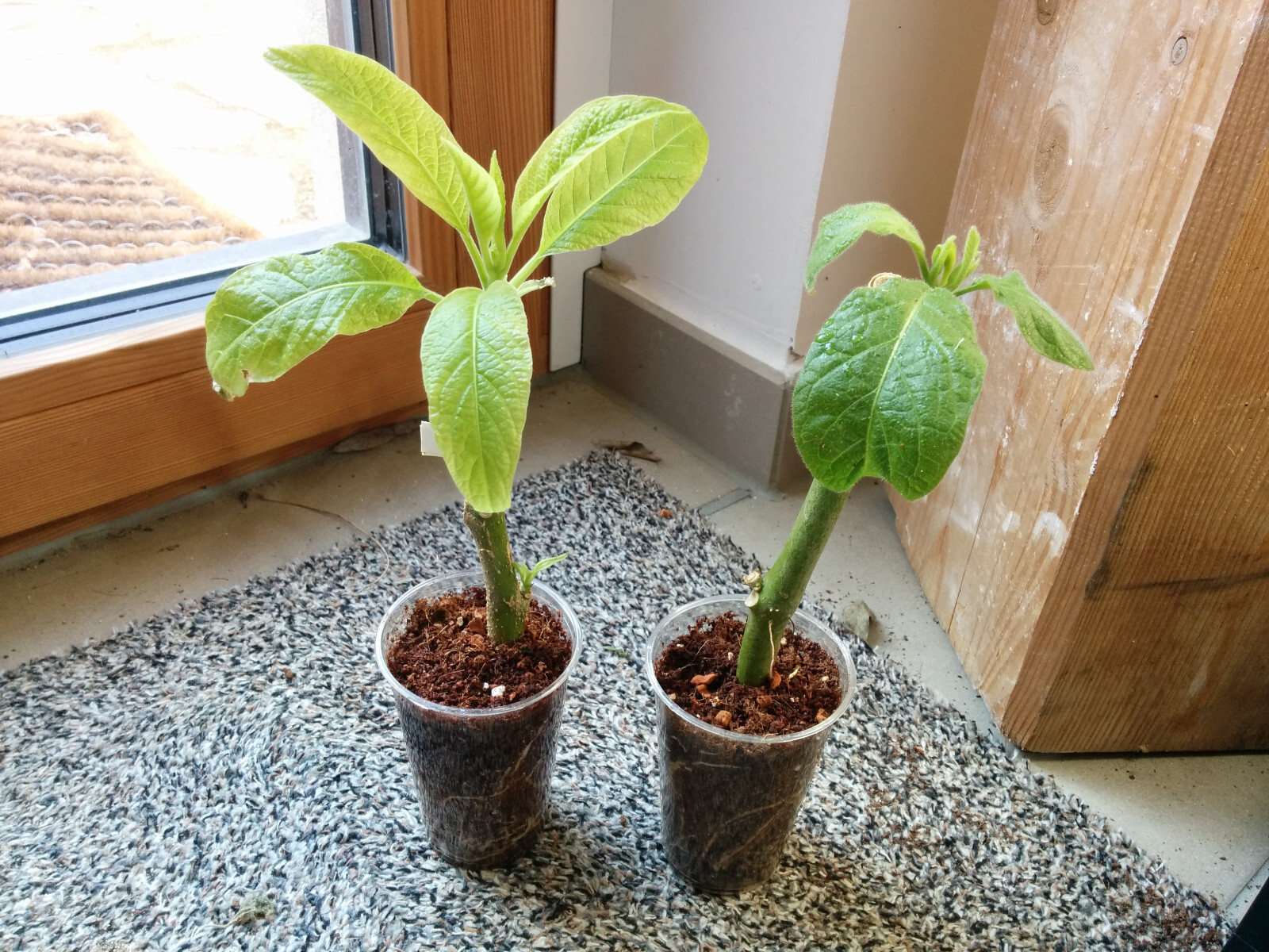 Engelstrompete, Brugmansia, 2x Jungpflanze, weiße und gelbe Blüte