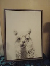 Llama Print in frame