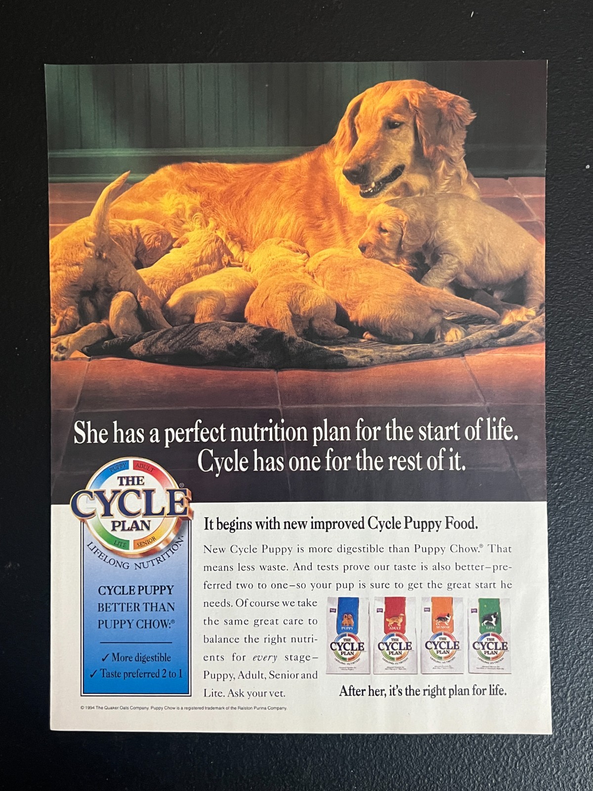 Golden Retriever & Puppies Vintage Print Ad 8" X 11"