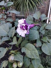 25 PURPLE ANGEL TRUMPET SEEDS