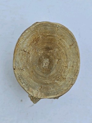 Enchodus Fossil Fischwirbel Kouribga Marokko Kreidezeit Maastrizianer