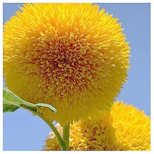 Teddy Bear Fluffy, Dwarf Sunflower Seeds 30 Seeds Up to 40" Tall