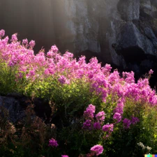 500+ Fireweed Seeds | Rosebay | Perennial Medicinal Herb Flower BULK Free Shippi