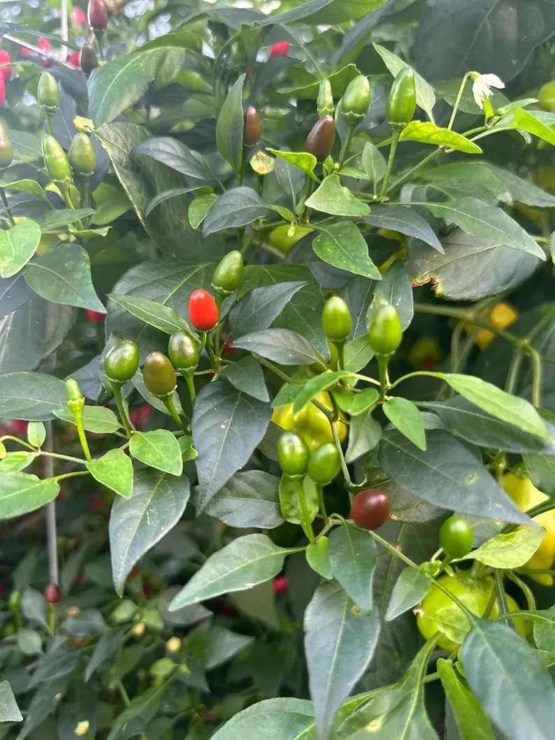 Pequin Pepper Seeds