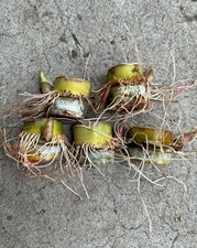 5pcs Rooted Sugarcane Cutting Tropical Live Plant Ready To Plant